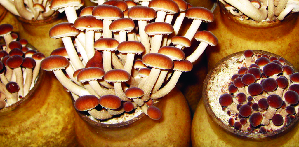 Hamakua Mushrooms image