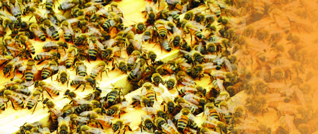 Big Island Honeybees