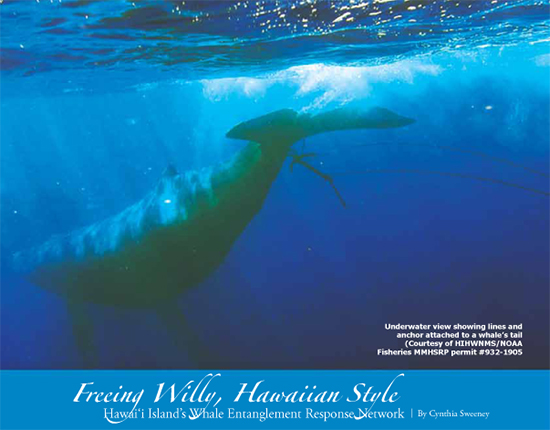 Freeing Willy, Hawaiian Style by Cynthia Sweeney