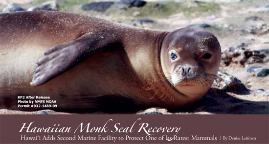 Hawaiian Monk Seal Recovery by Denise Laitinen