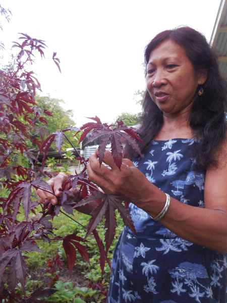 Merlin Foreman shows off her red leaf hibiscus hedge–an ingredient in her popular "Pele's Flow Tea." She grows herbs, spices, vegetables, fruits, and more on her family’s 2 ¼-acre backyard farm in Orchidland Estates subdivision in Puna District. photo by Stefan Verbano