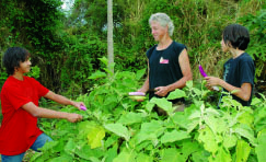 Harvesting eggplant in their sprawling garden above Kona Vistas is Howie Simon with his two sons from left: Kai (14) and Koa (11). The boys attend West Hawai‘i Explorations Academy.