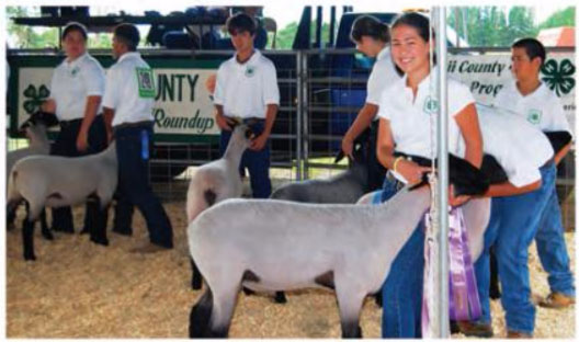 Jesse Mau shows a Reserve Grand Champion lamb at the 2009 Hawaii County 4H show.