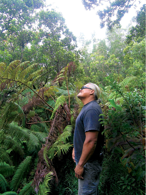 Kukui Keli‘iho‘omalu in the cloud forest. photo by Jan Wizinowich