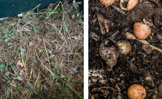 Left: compost pile (Ksd5/public domain); right: food scrap compost (Philip Cohen/Wikimedia 2.0).