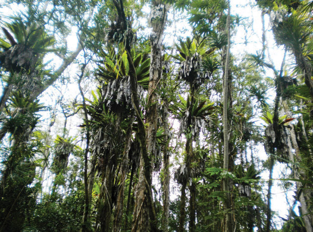 ‘Ēkaha ferns hug tree trunks. photo courtesy Jaya C. Dupuis