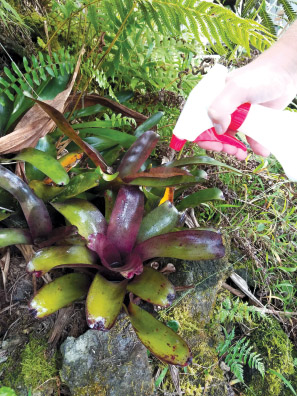 Homeowner sprays diluted liquid soap on bromeliads that collect water. photo courtesy of Brittany P. Anderson