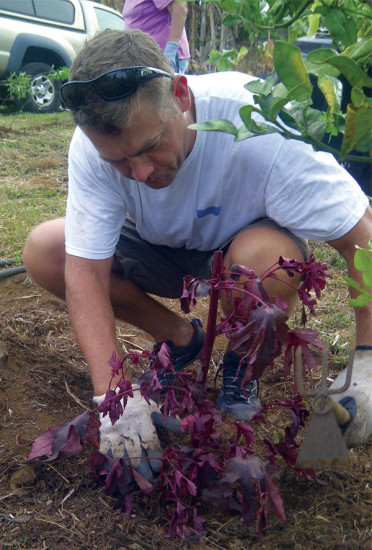Jason Philibotte planting red hibiscus in a new food forest.