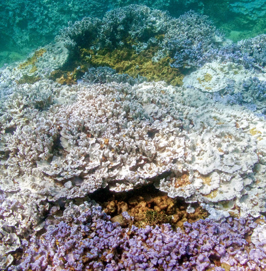 Early coral bleaching at Lisianski Island, Papahānaumokuākea Marine National Monument in 2014. photo by John Burns/HIMB and NOAA