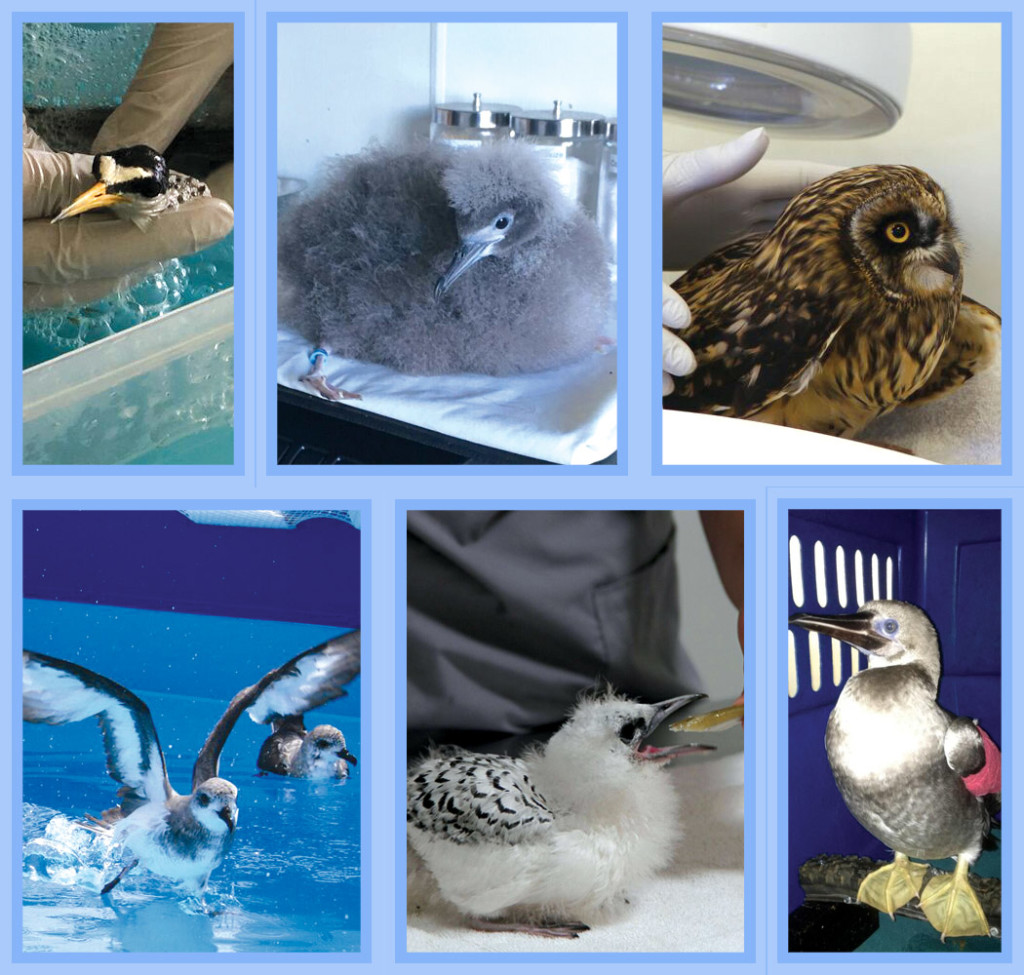 Top left: Tern wash. Top center: Shearwater chick. Top right: Pueo exam. Bottom left: Skating black winged petrel in conditioning pool. Bottom center: White tailed tropic bird feeding. Bottom right: The first patient, a red-footed booby (seabird), on its way to HWC.