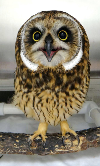 Pueo (owl) patient.
