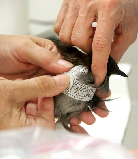 Wrapping the wing of an omao (Hawaiian thrush). 