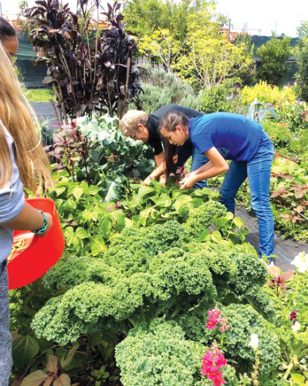 Waimea Middle School students harvest food for their snacks. photo courtesy of Holly Sargeant-Green