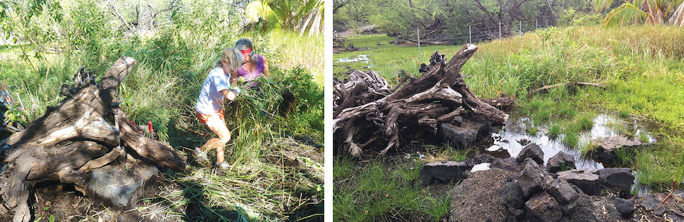 BEFORE (right): January 2017: Anchialine ponds, depressions in lava fields that have a mixture of salt and fresh water, host unique creatures that are being crowded out by non-natives. Here, volunteers help clear invasive plants to make space for natives and restore higher biodiversity. AFTER (left): May 2017: With less plant pressure, natural tides refill anchialine pools and native sedges such as makaloa return. Native fish and crustaceans will soon follow and can now live here. photos courtesy of Julia Meurice