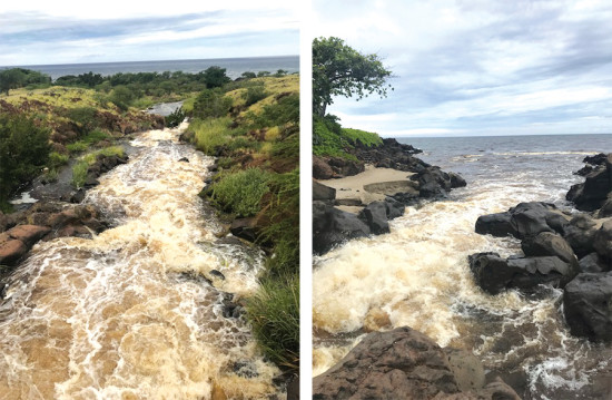 Left: After a big rainstorm, sediment-laden waters wash into the Wai‘ula‘ula Stream in Waimea. Without native forest to hold the soil in place, erosion is rampant. Right: Wai‘ula‘ula Stream washing out into coastal waters. The stormwater sediment settles on coral reefs, blocking the coral from needed sunlight. photos courtesy of Julia Rose 