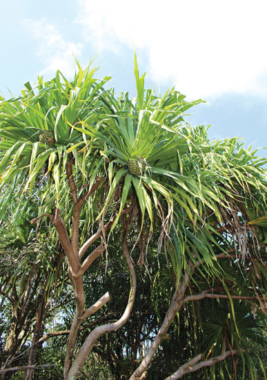 The fragrance of the hala that was associated with Kalapana is Punapaiaalaikahala, Billy’s middle name.
