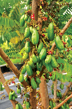Bilimbi is a relative of starfruit and a popular base for Filipino sauces. photo by Fern Gavelek