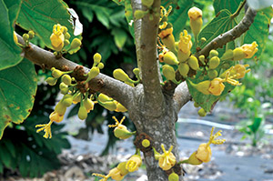Chupa-chupa flowers grow right on the bark of the fruit tree. The fruit is commonly enjoyed out-of-hand. photo by Fern Gavelek