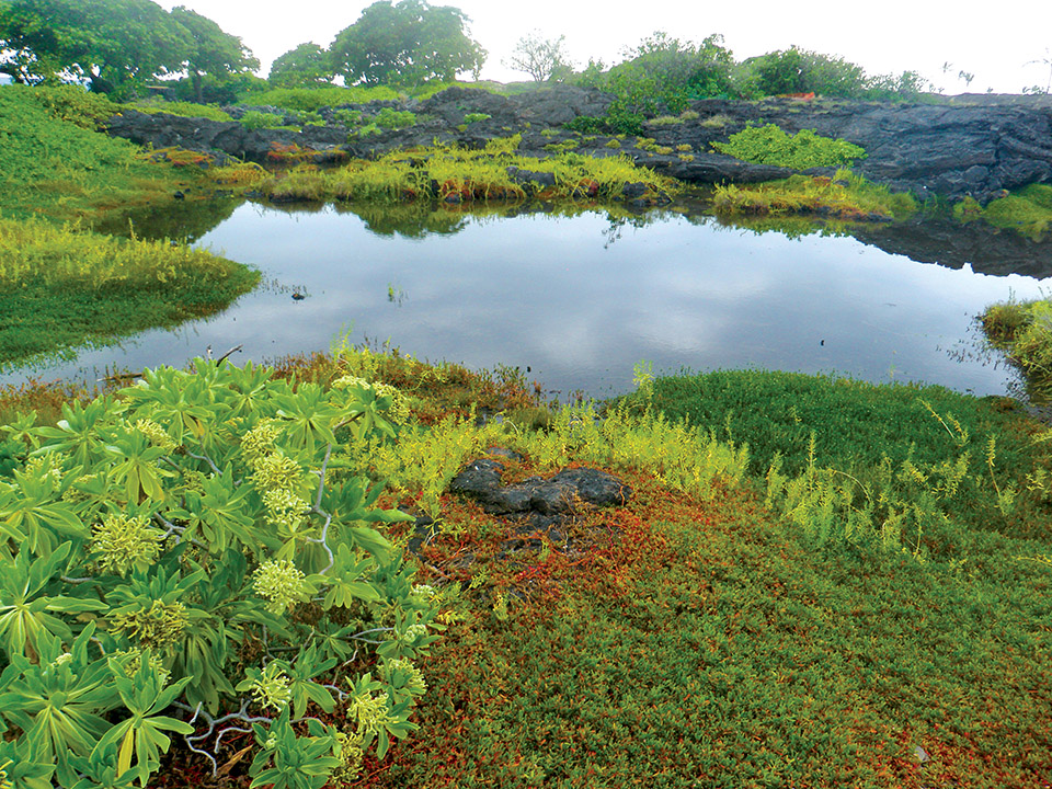 Anchialine ponds, such as this one at Kohanaiki, provided much food. photo courtesy of Nahaku Kalei