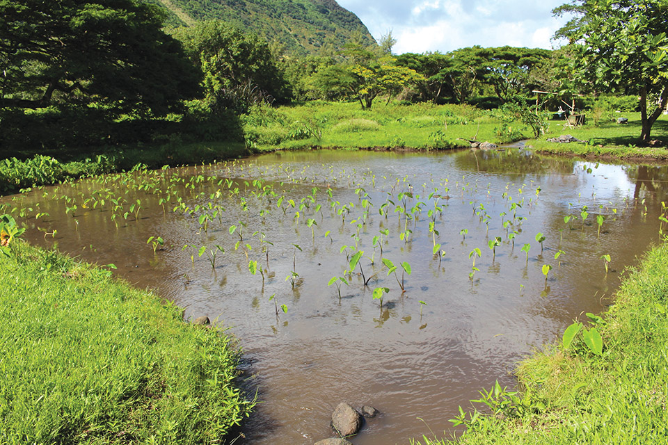 Lo‘i for growing crops were created in valley areas of the ahupua‘a. photo courtesy of Mahina Patterson 