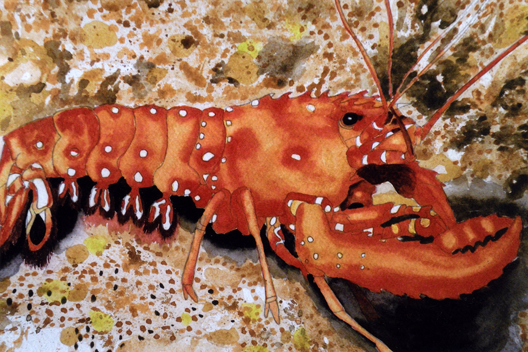 Elijah's lobster painting. photo courtesy of Richard Elliott