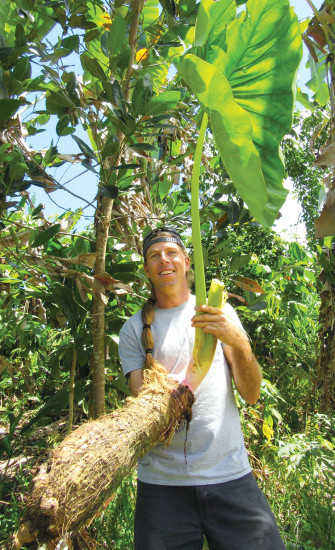 Dave Sansone with a 24.6 pound kalo (taro) grown in the food forest described in article. The forest contains plants like jackfruit, bananas, cacao, loquat, mulberry, tea, and more. photo courtesy of agroforestrydesign.net 