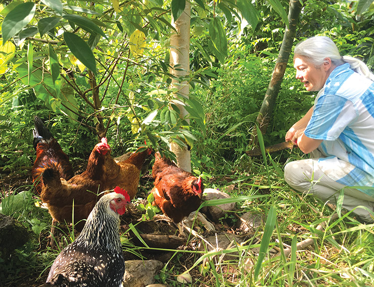 Chickens and other animals add value to food forests by keeping down pests, adding phosphorous-rich poop, and providing eggs and meat. Here the author is in her chicken/food forest that includes kalo, pigeon pea, Malabar chestnut, papaya, and mamaki. photo courtesy of Analeah Lovere