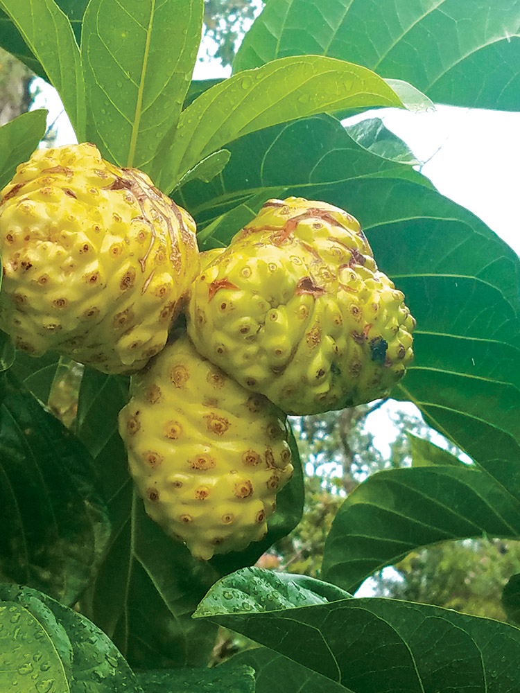 Ripe noni fruit has a multitude of medicinal uses, and is either injested or applied topically. photo by Marcia Timboy