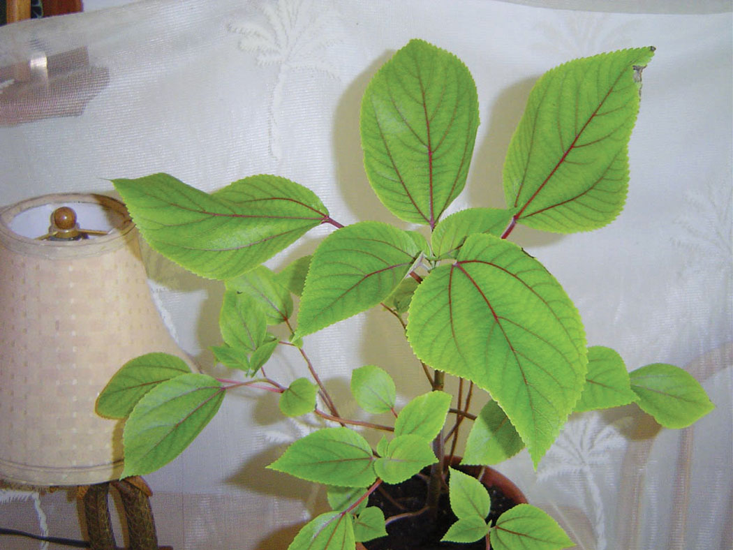Mamaki plant