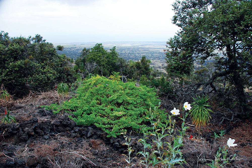 Native dryland forest of North Kona with a diverse mix of vines, shrubs and trees. Some of the natives in this photo include: koali ‘awa, huehue, hau hele ‘ula, hala pepe, ‘ohe makai, and lama trees. photo courtesy Yvonne Yarber Carter