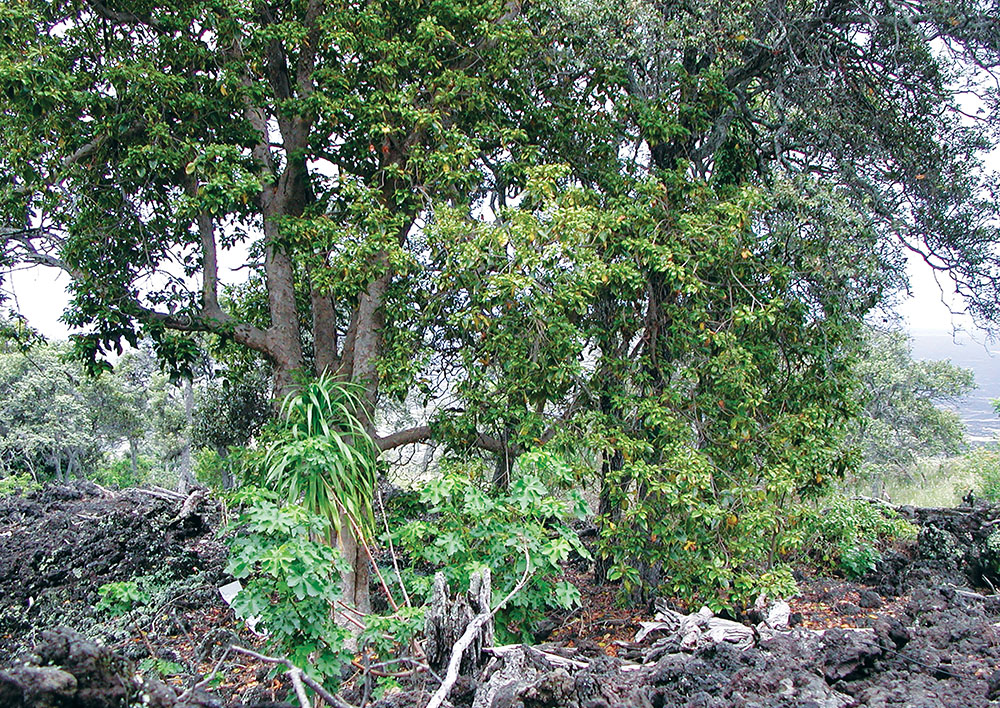 Dryland kumulā‘au (trees) of the North Kona dryland forests. Native shrubs and trees seen here are: ma‘o hau hele, hala pepe, kauila, and lama. photo courtesy Keoki Apokolani Carter
