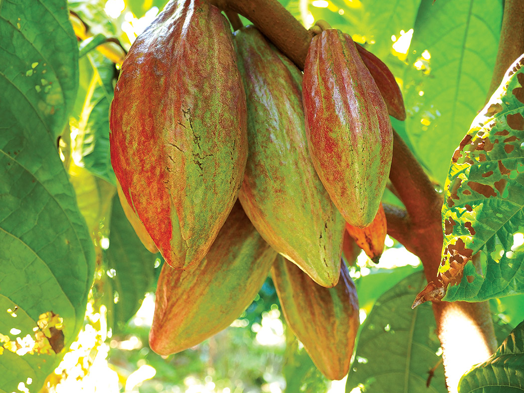 Cacao pods ripening at Tom Sharkey’s Pāpa‘ikou orchard. 