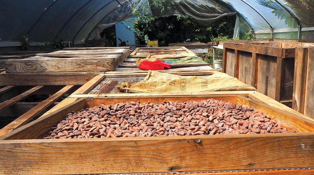 Cacao drying area at Tom Sharkey’s Pāpa‘ikou coffee farm. 
