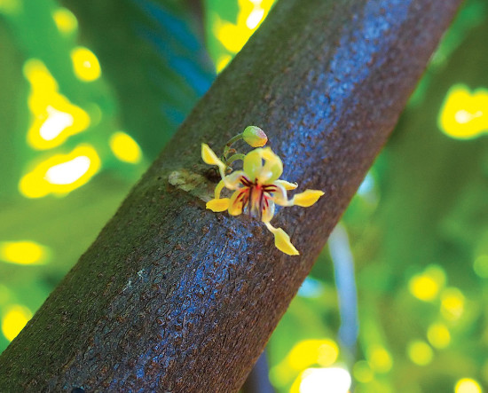 Cacao flowers grow in clusters directly on the trunk and branches and are about 1cm in length and width. 
