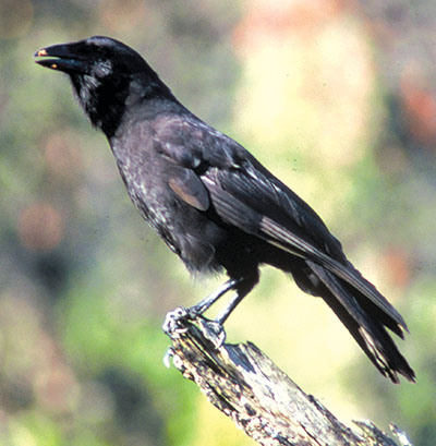 A young crow fledgling on its perch. photo courtesy of U.S. Fish And Wildlife Service