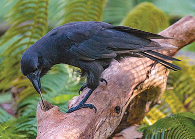 The ‘alalā is known for its use of sticks to forage food. photo by Ken Bohn, San Diego Zoo Global