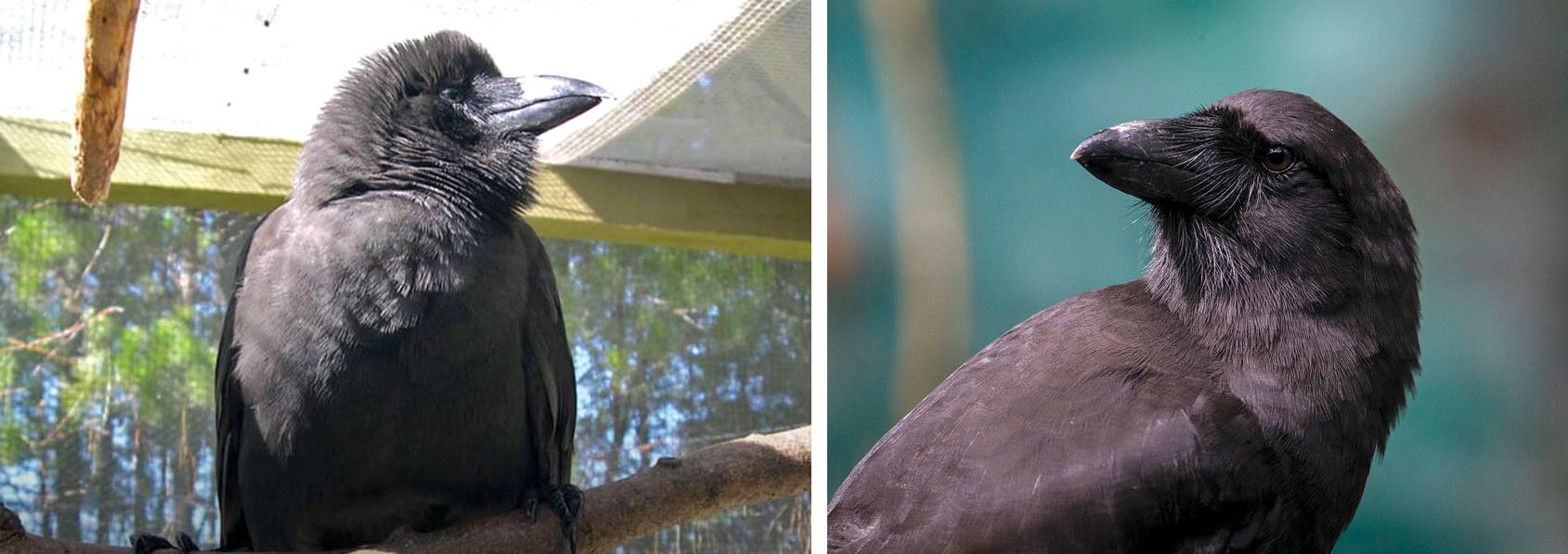 Right: Full-grown adult ‘alalā in conservation facility. photo courtesy of San Diego Zoo Institute for Conservation Research. Right: The ‘alalā, with matte-black feathers and large bill. photo courtesy of San Diego Zoo Global
