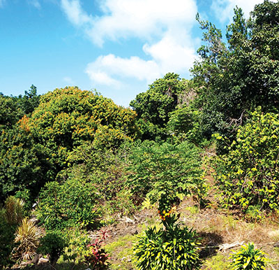 This unassuming yard is typical Hōlualoa agroforestry at work. photo by Brittany P. Anderson