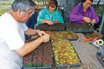 Volunteers transplanting seedlings.