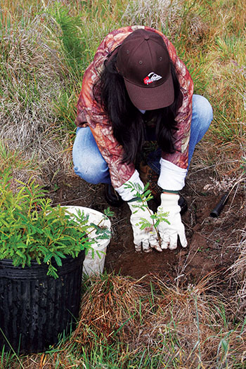 Volunteer planting koa.