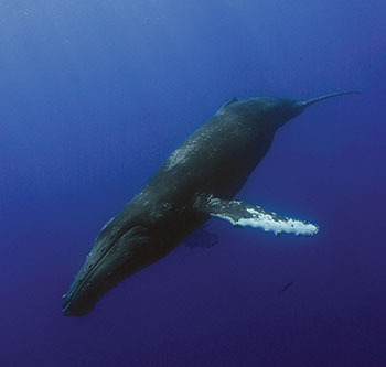 Singing male humpback whale. 