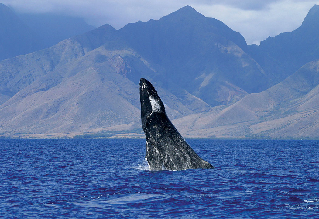 Breeching humpback whale.