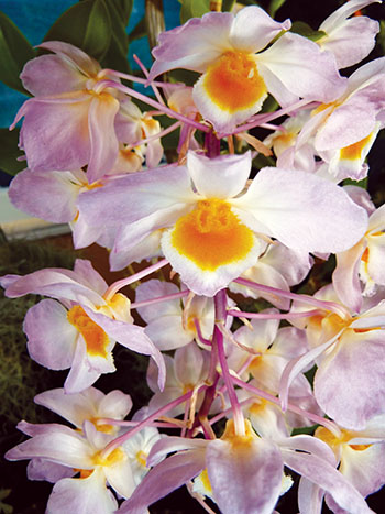 Dendrobium Amabile