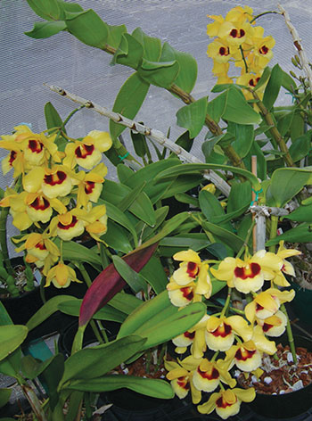 Dendrobium Gatton Sunray