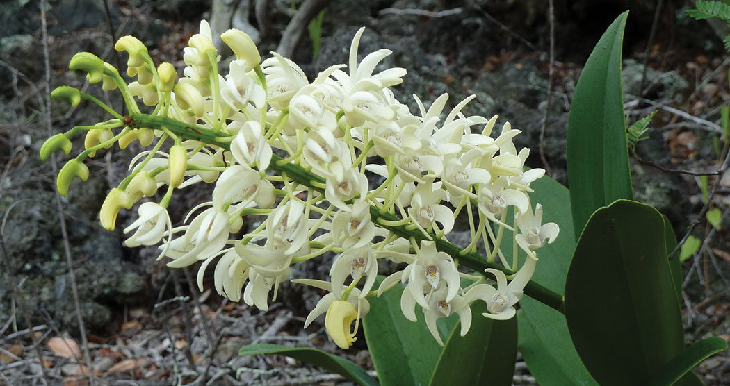 Dendrobium Speciosum ‘Zelda’