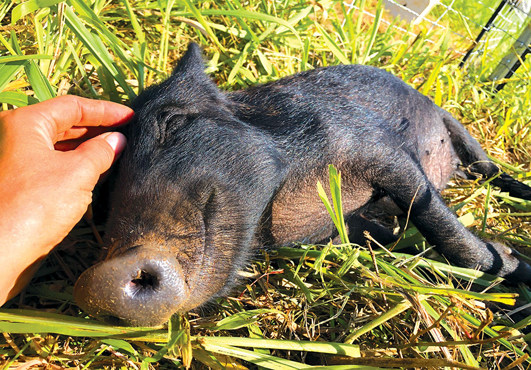 Burt the pig enjoying some attention at the Magical Creatures of Hamakua sanctuary.