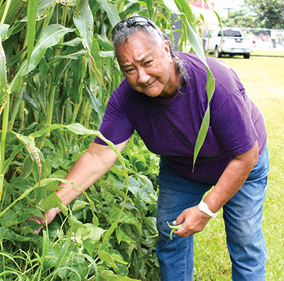 Pana‘ewa Farmers Market community hydroponics manager Aunty Nani picking beans growing with corn in raised beds alongside production tents. photo courtesy of Pualani Louis