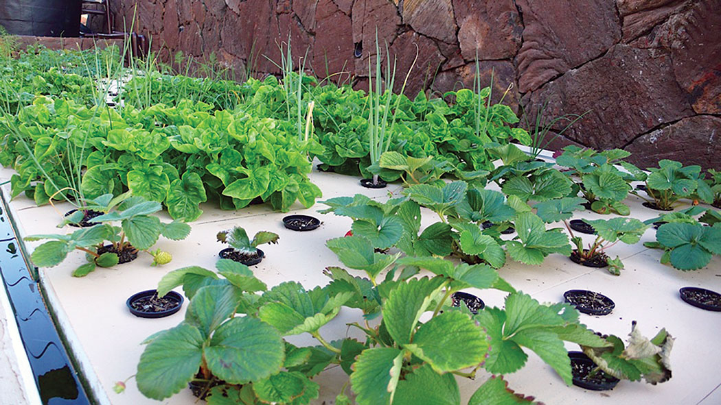The Algood’s grow their own food with aquaponics.