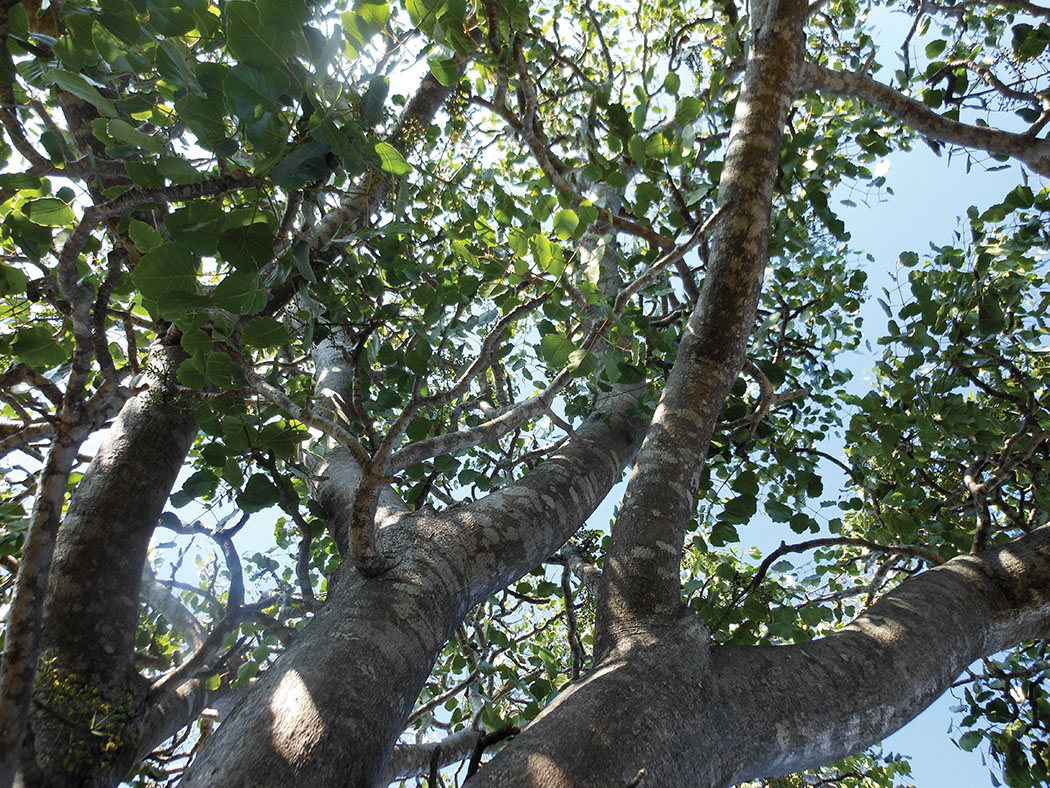 Looking up into an ‘ohe makai tree.