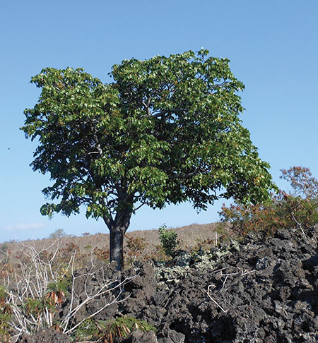 ‘Ohe makai is a very special dry forest tree.